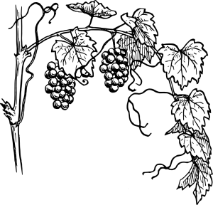 grapes-vine-clipart-warszawianka_Grapevine_1