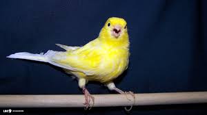 canary
